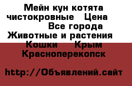 Мейн-кун котята чистокровные › Цена ­ 25 000 - Все города Животные и растения » Кошки   . Крым,Красноперекопск